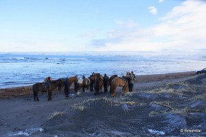 Kaldbakur Tour 2015 (6)